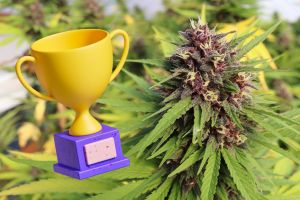 The Best Indica Strains of the Year