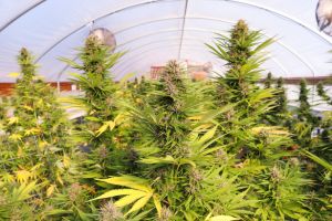 What's the Difference between Full Sun, Greenhouse, and Indoor CBD Flower?