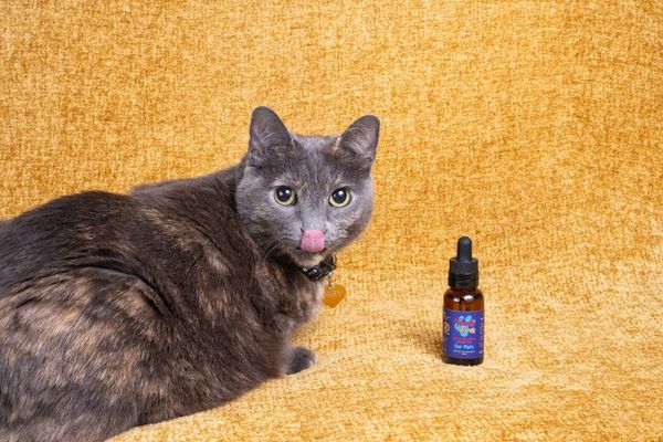 What Do I Need To Know About CBD Oil For Cats? | Tweedle Farms 