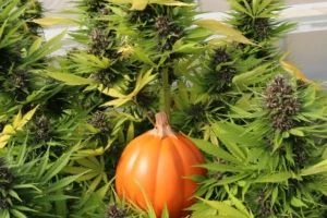 How to Make Edibles with CBD: Chocolate Chip Pumpkin Bread