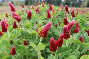 Sustainable Hemp Farming: How Tweedle Farms Prepares the Land Each Spring