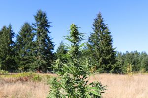 Harvest Season at Tweedle Farms: Into the Cure Room