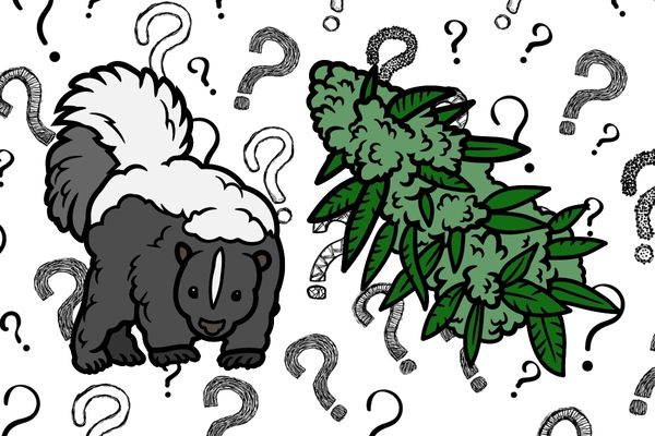 Why Does Some Weed Smell Like a Skunk?