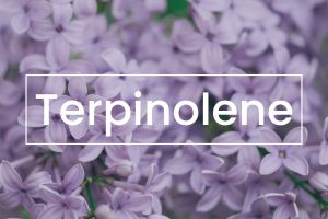 Terpenes 101: Pinene