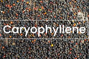 Terpenes 101: Caryophyllene