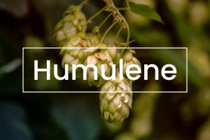 Terpenes 101: Humulene