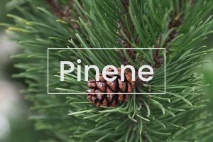 Terpenes 101: Pinene