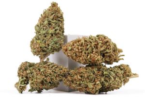 The Art of Curing: Where Great CBD Flower Comes to Life