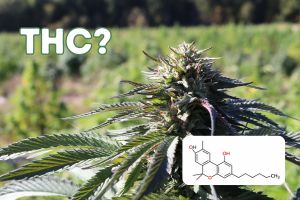 What is THC?