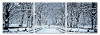 Modrest Winter Trees 3-Panel Photo / VGSCSH-71925ABC