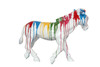 Modrest Rainbow Zebra Modern Sculpture / VGTHSZ0435