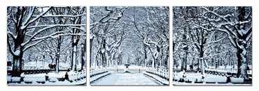 Modrest Winter Trees 3-Panel Photo / VGSCSH-71925ABC
