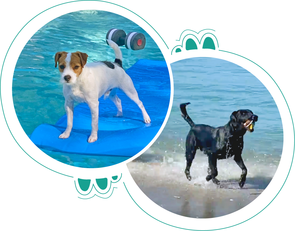 two round photos of dogs Haus and Wyatt enjoying the water