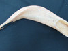 39 cm Light Brown Ram's Horn Shofar