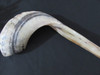 47 cm Streaked Ram's Horn Shofar