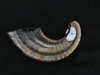 28 cm Streaked Ram's Horn Shofar