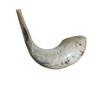 Size 5 Tan Ram Horn Shofar