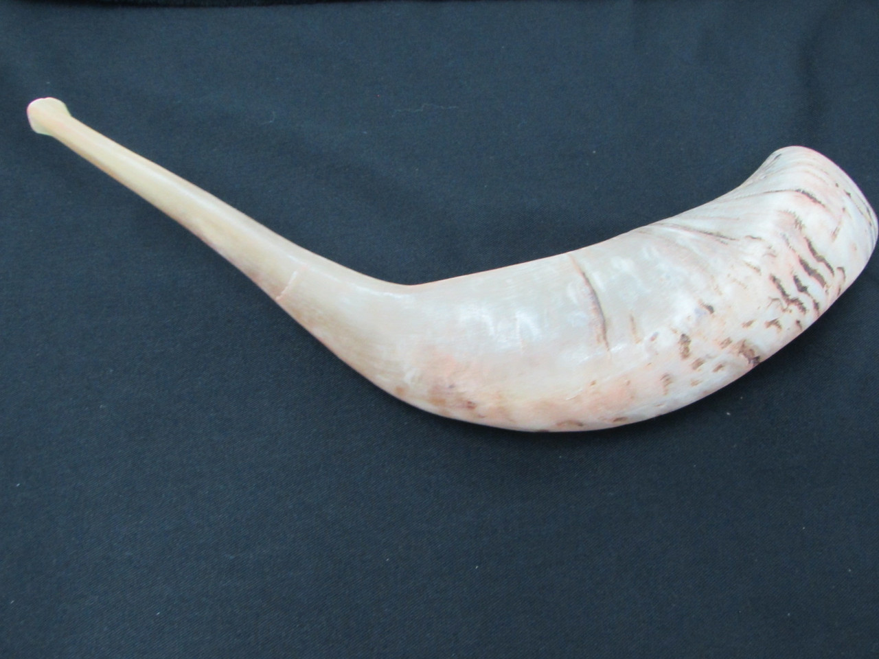 39 cm Light Brown Ram's Horn Shofar