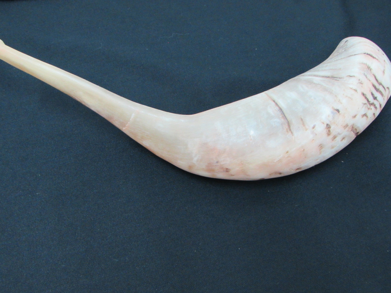 39 cm Light Brown Ram's Horn Shofar