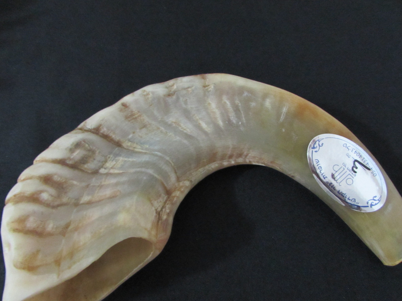 33 cm Tan Ram's Horn Shofar