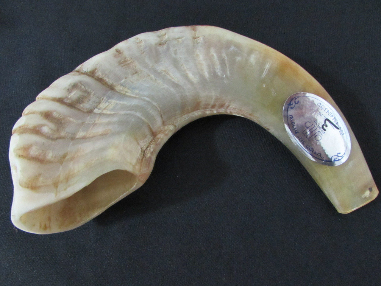 33 cm Tan Ram's Horn Shofar