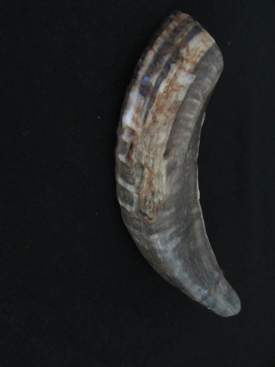 21 cm Mini Ram's Horn Shofar