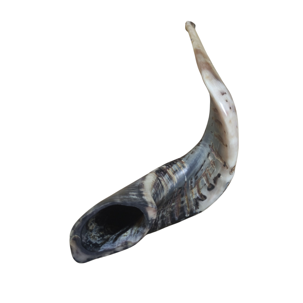 Size 7 Ram's Horn Shofar