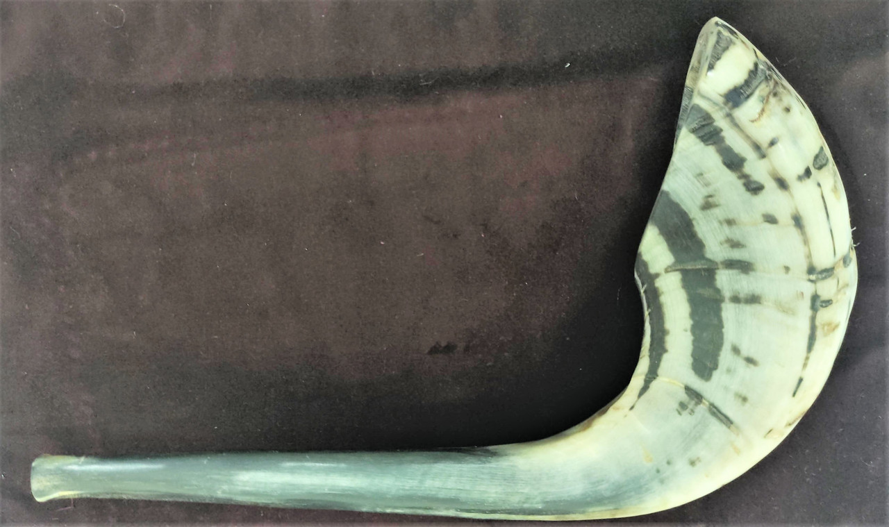 Size 5 Ram's Horn Shofar