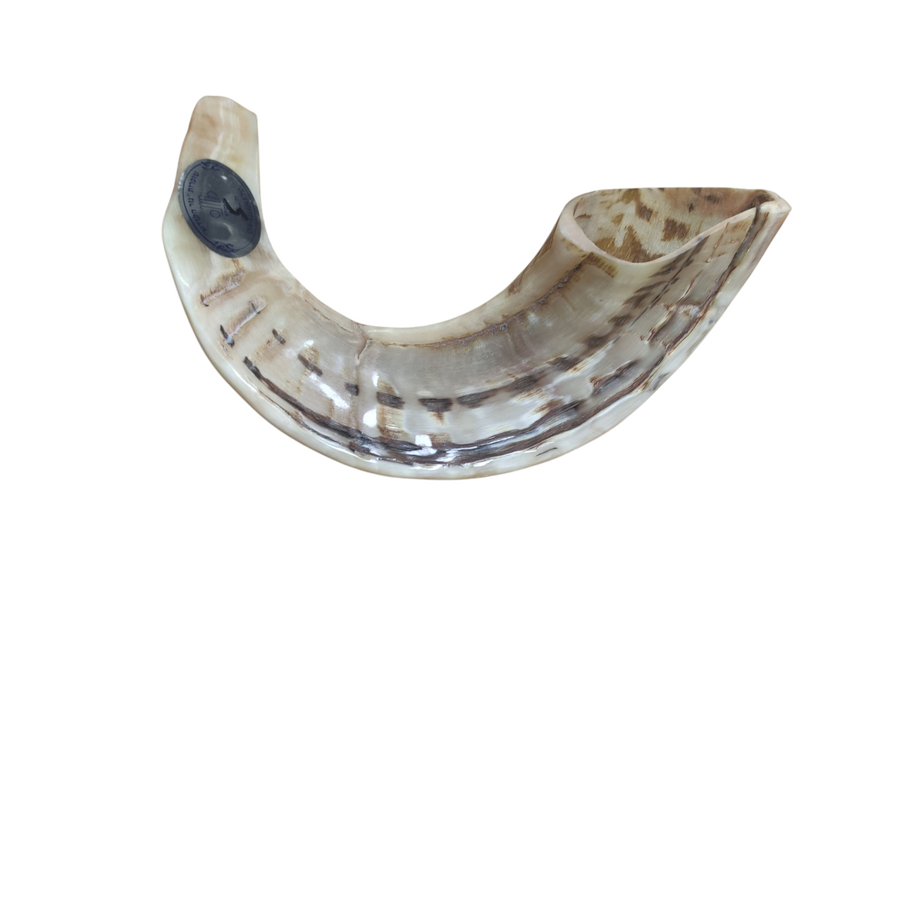 Size 5 Tan Streaked Ram Horn Shofar