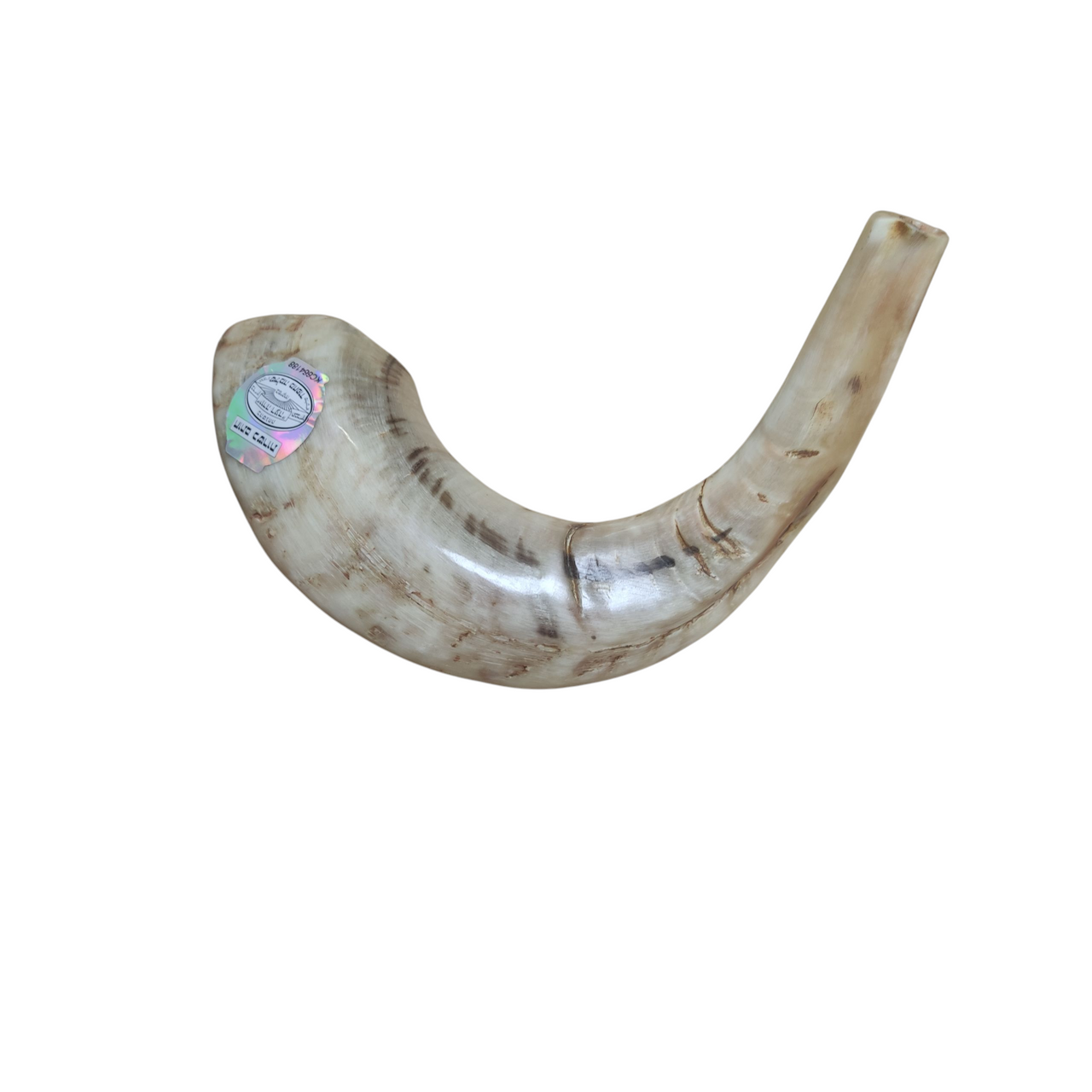 Size 5 Tan Streaked Ram Horn Shofar