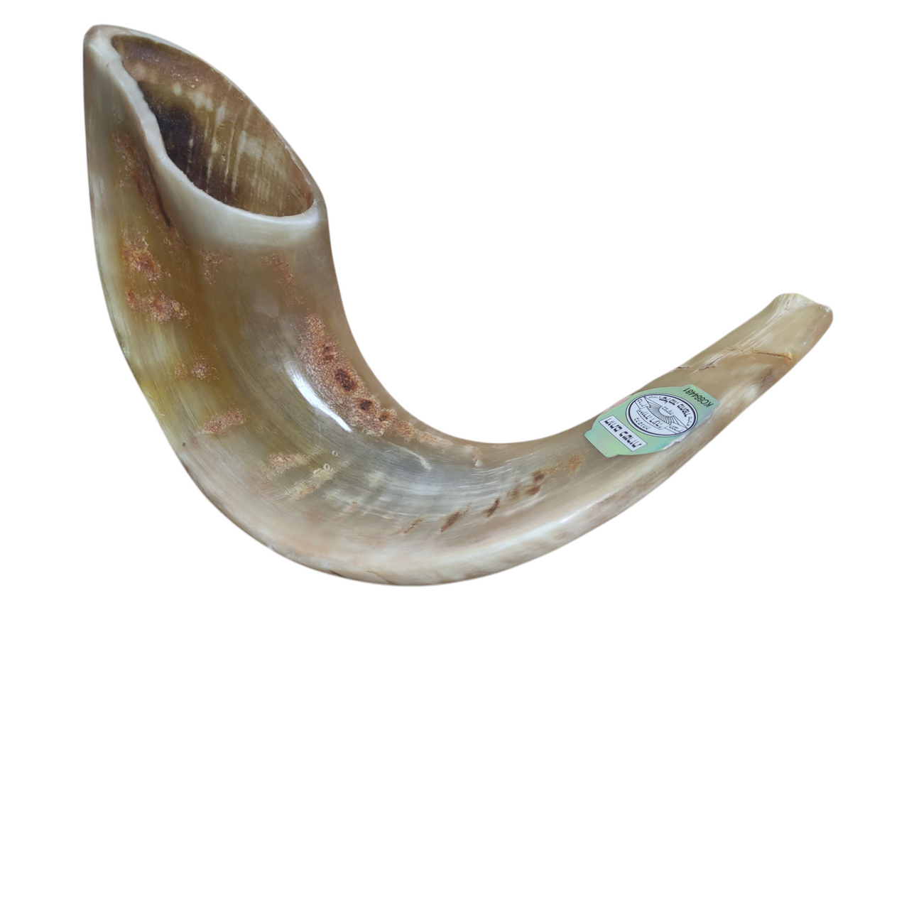 Size 5 Tan Ram Horn Shofar