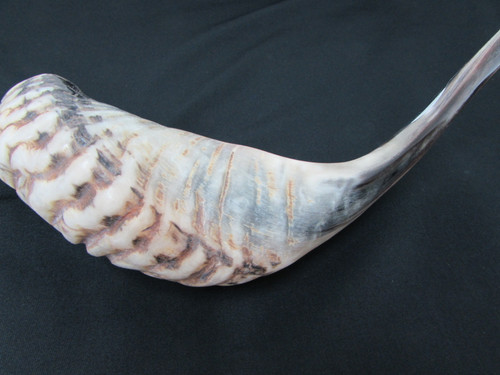 49 cm Dark Ram's Horn Shofar