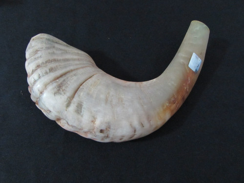 33 cm Tan Ram's Horn Shofar