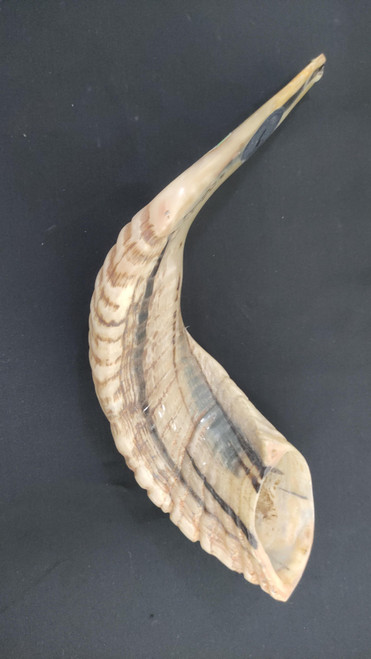 Size 6 Tan Ram's Horn Shofar