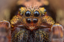 Laowa 25mm f/2.8 2.5X - 5X Ultra Macro Lens For Sony