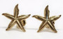 how to buy Yellow Gold Starfish Sea Life Ocean Summer Stud Earrings PushBack