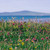 SC-M-MF Mini Soya Wax Vegan Scottish Candle - Machair  Scent Nites Scottishwebstore.com