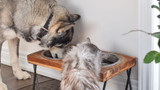 How to Make Hard Water Safe for Pets and Animals