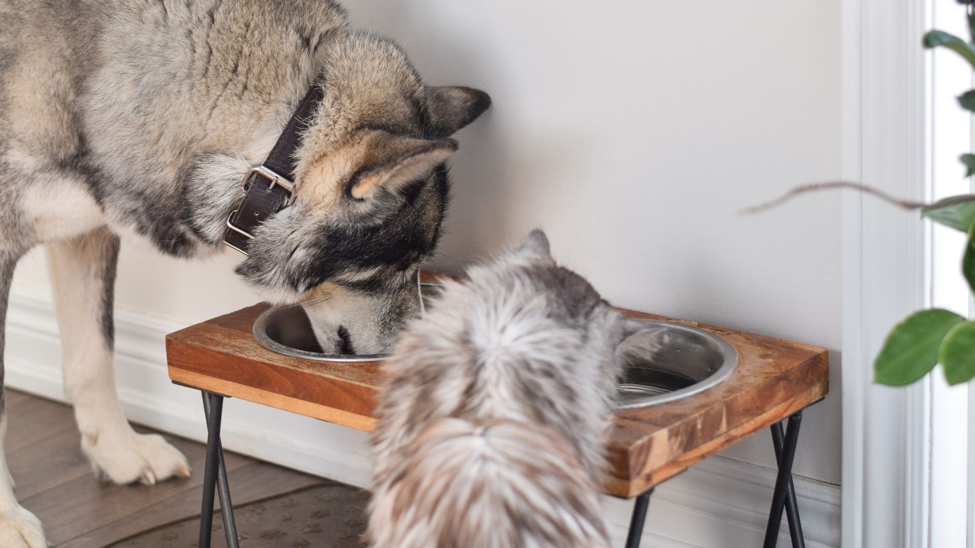 How to Make Hard Water Safe for Pets and Animals NuvoH2O