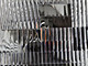1987-1991 Ford F250 Headlight Passenger Right Side Halogen With Chrome & Black Trim
