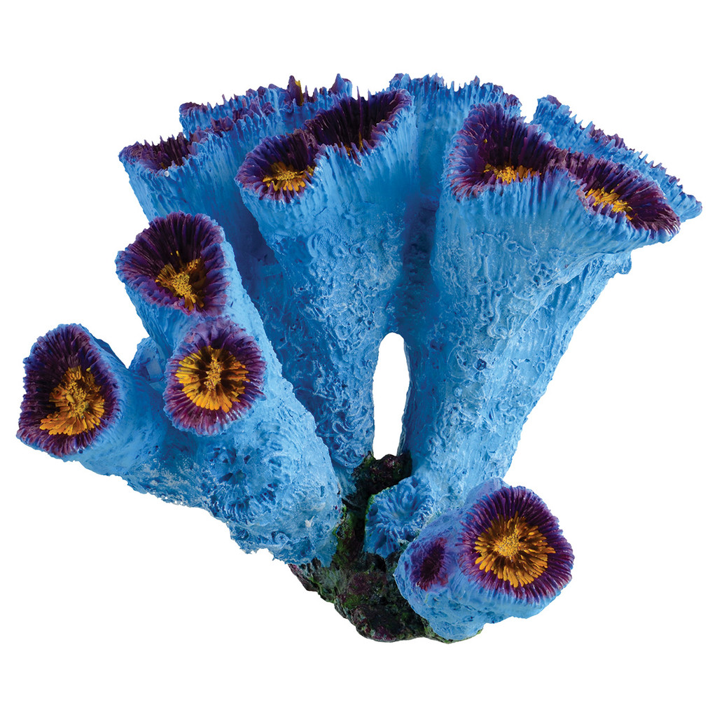 RA  Blue Torch Coral
