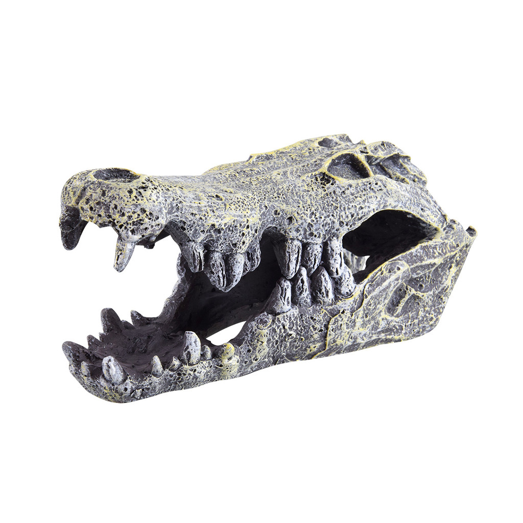 RA  Crocodile Skull
