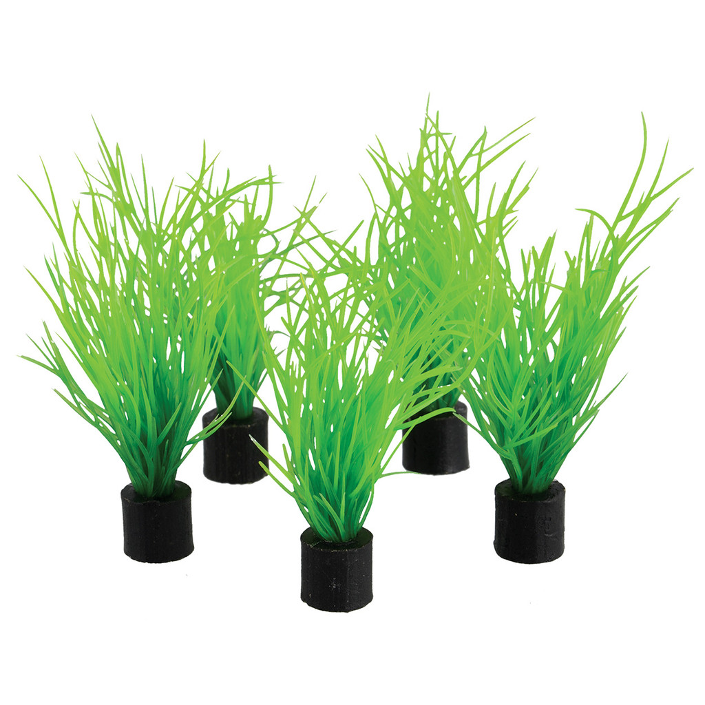 RA  Mini Plant - Bog Grass - 3" - 5 pk
