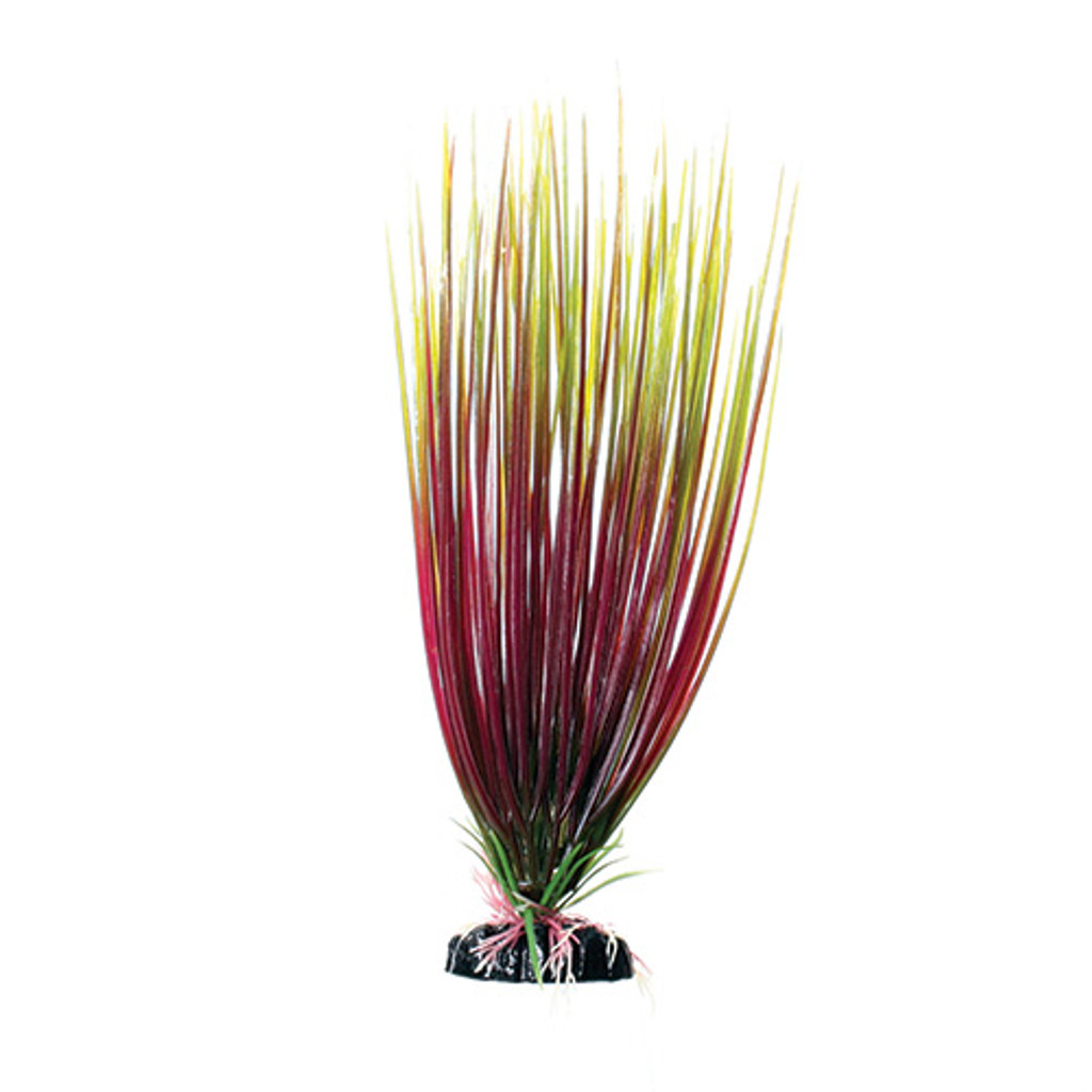 
RA  Red/Green Hairgrass - 12"
