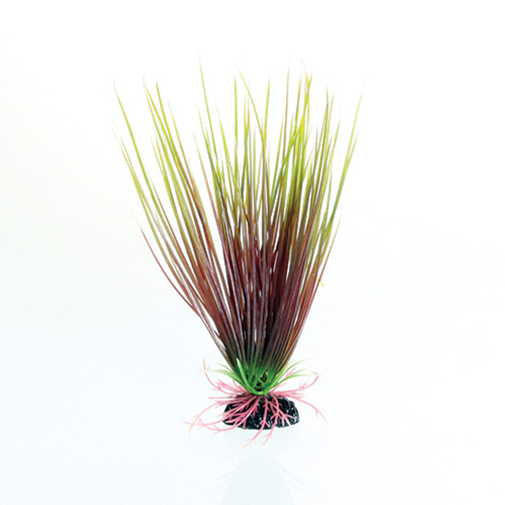 Herbe à cheveux Ra rouge/vert - 8"
