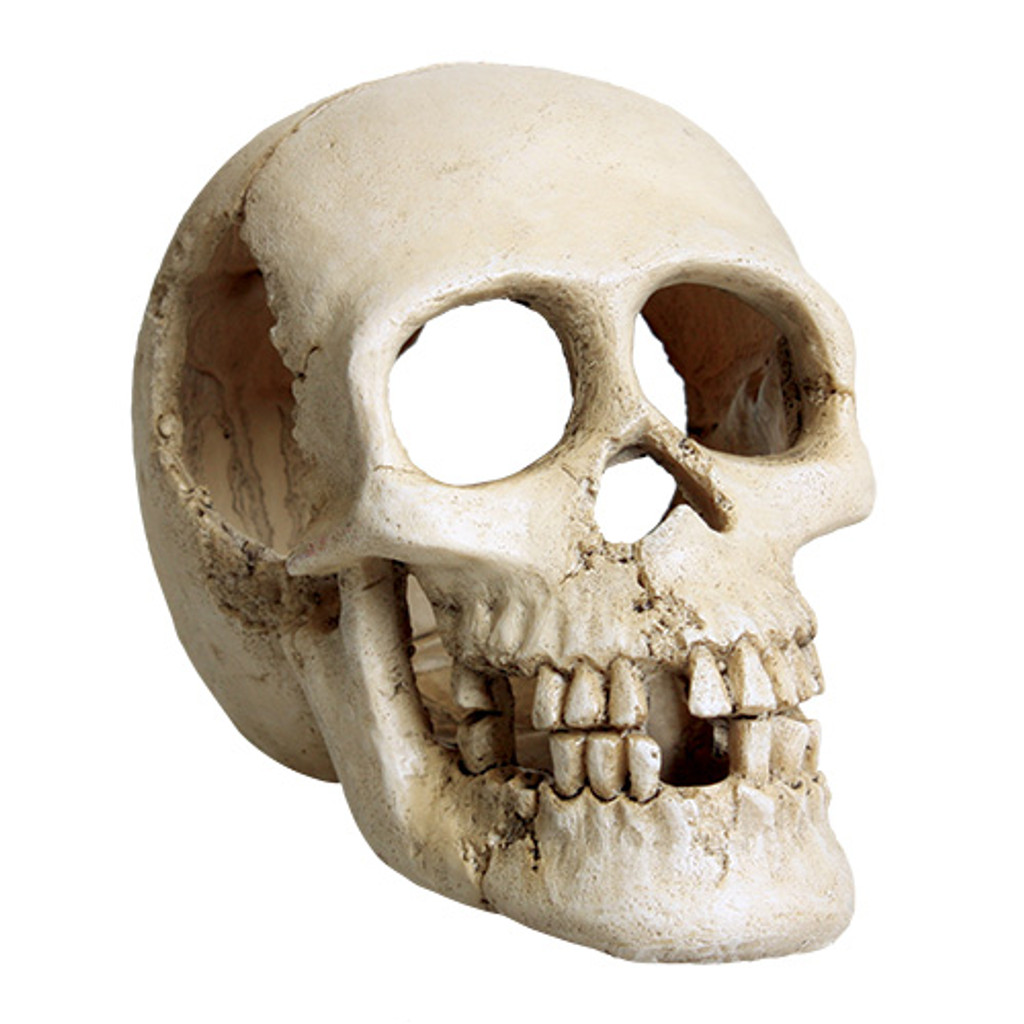 RA  Skull