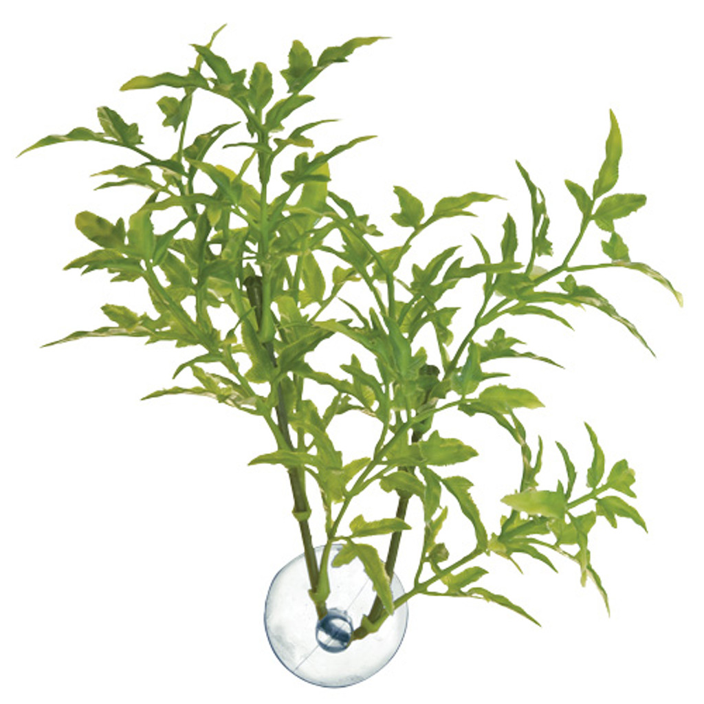 Ra Betta-Pflanze - Ahornblatt
