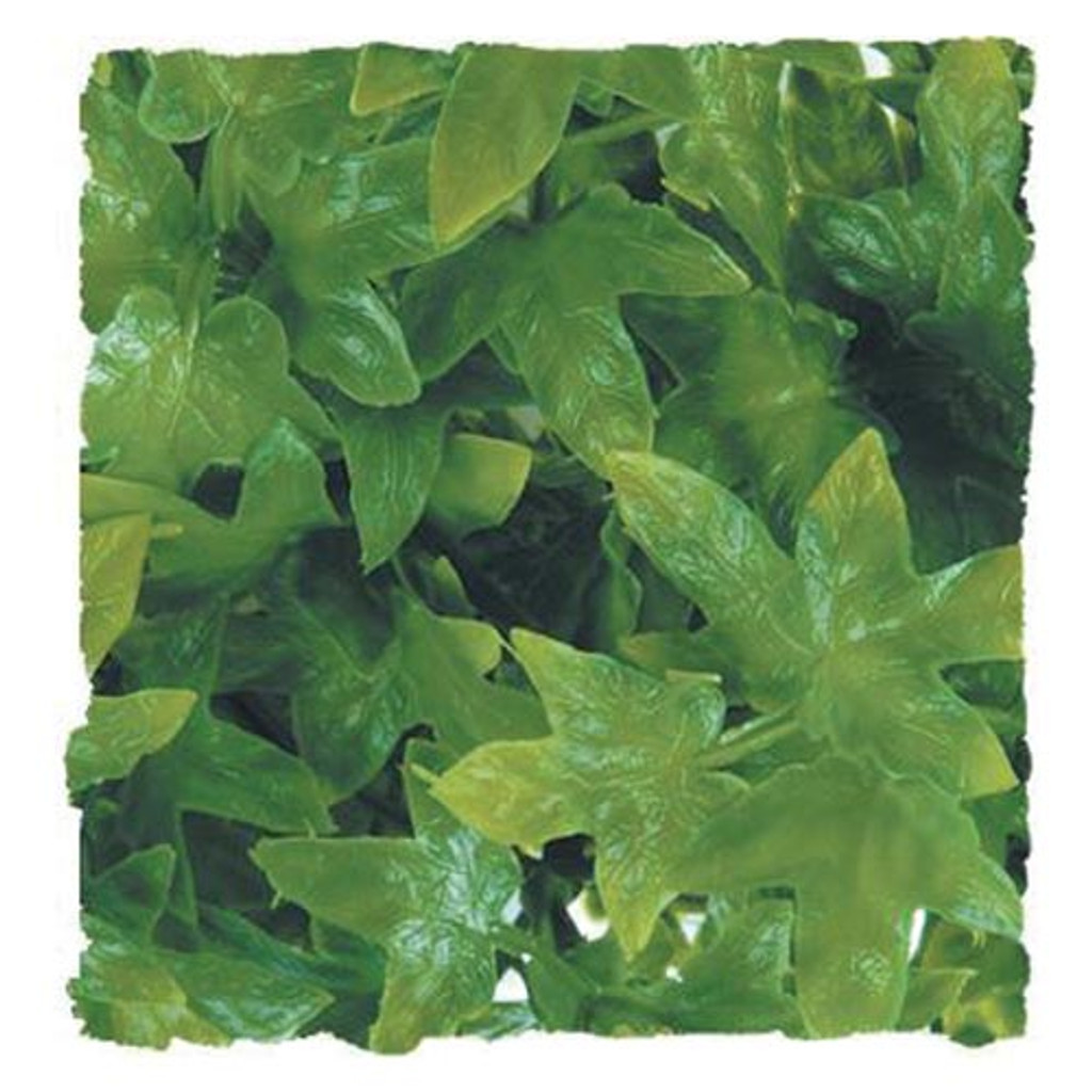 RA  Congo Ivy - Medium
