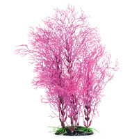 Ra fuscia Farn – 14"
