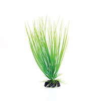 RA  Green Hairgrass - 8"
